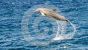 Dolphin jumping in the ocean