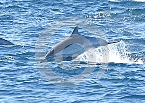 Dolphin Jumping In The Open Sea