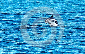 Dolphin jumping out of the Atlantic Ocean in Main