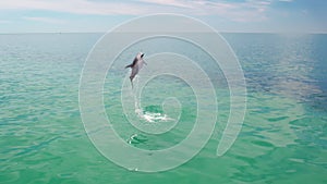 Dolphin jumping out of the water