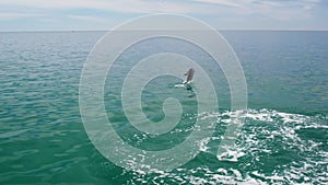 Dolphin jumping out of the water