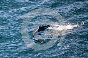 Dolphin Jumping out of the Water