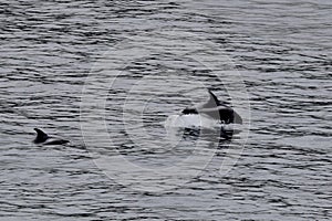 Dolphin jumping out of the water