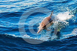 Dolphin jumping out of the water