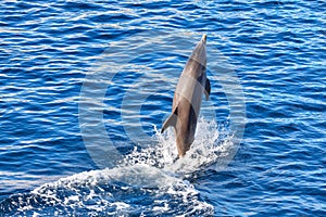 Dolphin jumping out of the water