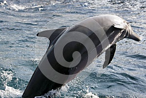 Dolphin jumping out of water