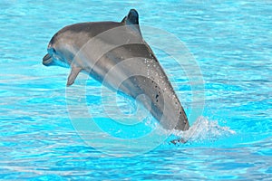 Dolphin jumping out of water