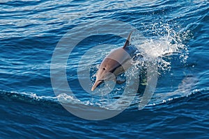 Dolphin jumping