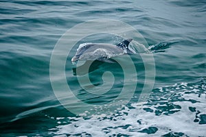 Dolphin jumping out of the water in Biscayne Bay, Florida USA