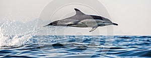 Dolphin jumping out of water. The Long-beaked common dolphin.