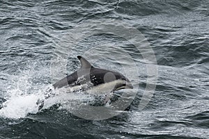 Dolphin jumping out of the water