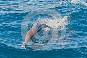 Dolphin jumping outside the sea