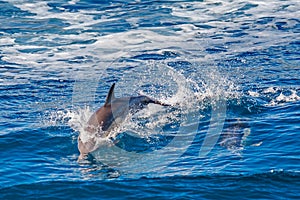 Dolphin jumping photo