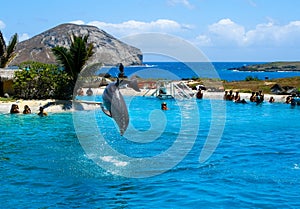 Dolphin jumping in the pool