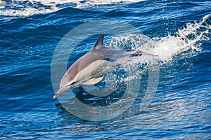 Dolphin jumping in the sea