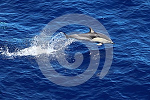 Dolphin jumping and swimming in the ocean. Common dolphin Delphinus delphis in natural habitat. Marine mammal in Norht Pacific oce