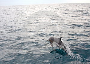 Dolphin jumping from water