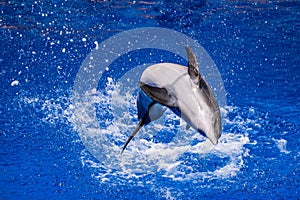 Dolphin jumping into the water