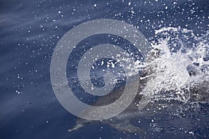 Dolphin jumping into water with a splash