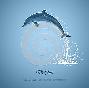 Dolphin jumps