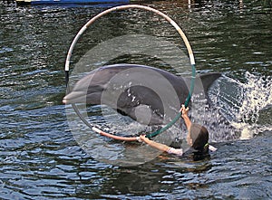 Dolphin jumps through hoop in Key Largo