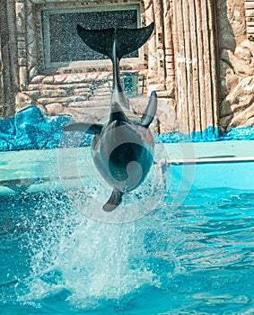 Dolphin jumps out of the water