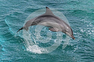Dolphin Leap