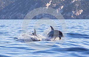 A dolphin leaping out of the blue water in the sea