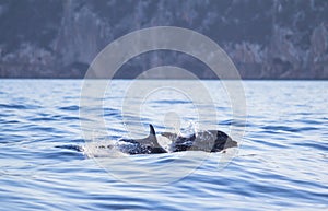 A dolphin leaping out of the blue water in the sea