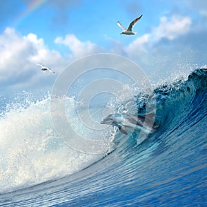 Dolphin leaping out from curly breaking ocean wave