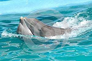 Dolphin love
