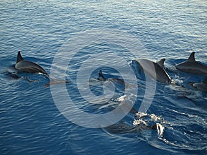 Dolphin in Maledives sea