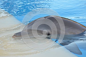 Dolphin, mammal, vertebrate, marine mammal, whales dolphins and porpoises, marine biology, common bottlenose dolphin