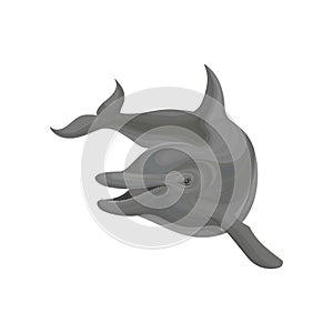 Dolphin marine mammal, inhabitant of sea and ocean vector Illustration on a white background