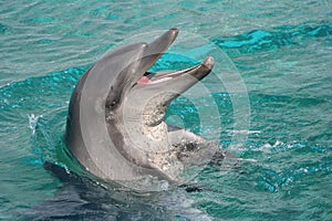 Dolphin With Mouth Open