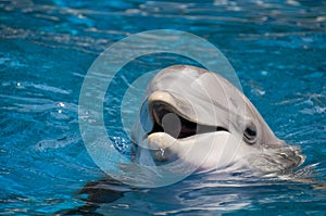 Dolphin with open mouth