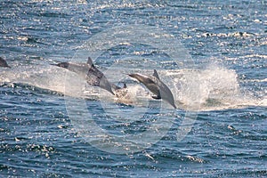 Dolphin Pair at Channel Islands National Park