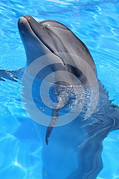 Dolphin Picture