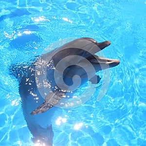 Dolphin Picture