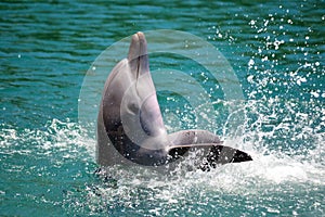 Dolphin playing