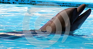 Dolphin playing at aquarium in baja california Los Cabos delfin nariz de botella