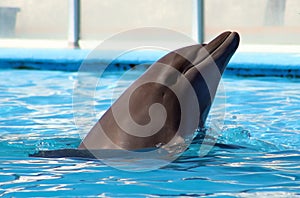 Dolphin playing at aquarium in baja california Los Cabos delfin nariz de botella