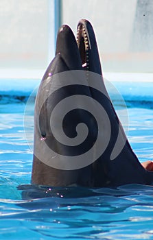 Dolphin playing at aquarium in baja california Los Cabos delfin nariz de botella