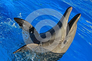 Dolphin playing at aquarium in baja california Los Cabos delfin nariz de botella