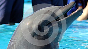 Dolphin playing at aquarium in baja california Los Cabos delfin nariz de botella photo
