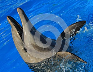 Dolphin playing at aquarium in baja california Los Cabos delfin nariz de botella photo