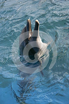 Dolphin playing in the ocean