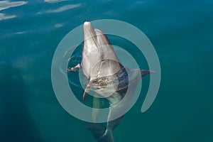 Dolphin playing in the sea