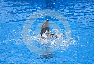 Dolphin playing in the water