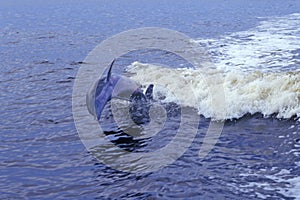 Dolphin playing in water, Everglades National Park, 10, 000 Islands, FL photo